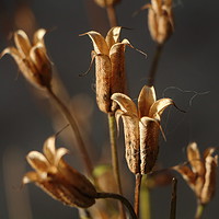 Buy canvas prints of Brown Bells by Graeme B