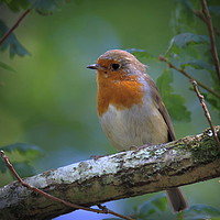 Buy canvas prints of Robin at Stover by Graeme B