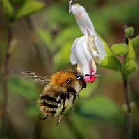 Buy canvas prints of Bee coming in  by Graeme B