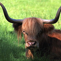 Buy canvas prints of Bull Horns by Graeme B