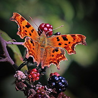 Buy canvas prints of Comma Butterfly by Graeme B