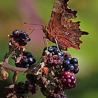 Buy canvas prints of Comma Butterfly 2 by Graeme B