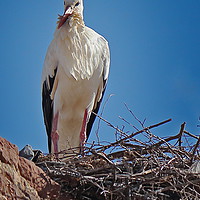 Buy canvas prints of Portugese Stork by Graeme B