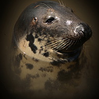 Buy canvas prints of Portrait of a Seal by Graeme B