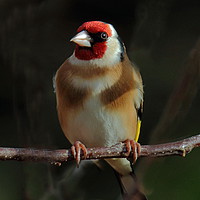 Buy canvas prints of Goldfinch In The Shadows by Graeme B