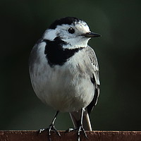 Buy canvas prints of Pied Wagtail by Graeme B