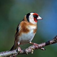 Buy canvas prints of Goldfinch In The Bush by Graeme B