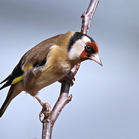 Buy canvas prints of Goldfinch ready for take off by Graeme B