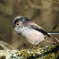 Buy canvas prints of Long Tailed Tit by Graeme B