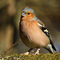 Buy canvas prints of Chaffinch with a mouthful by Graeme B