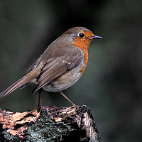 Buy canvas prints of Robin on a log by Graeme B