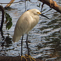 Buy canvas prints of Columbian Snowy Egret by Graeme B