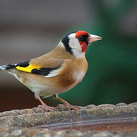 Buy canvas prints of Goldfinch Drinking by Graeme B