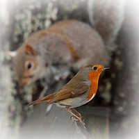 Buy canvas prints of Robin with friend by Graeme B