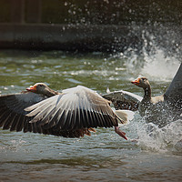Buy canvas prints of White Fronted Geese by Graeme B