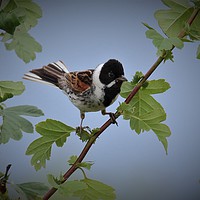Buy canvas prints of Male Reed Bunting2 by Graeme B