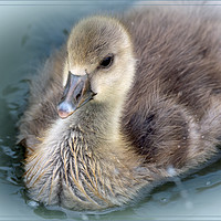 Buy canvas prints of Greylag Goose Chick by Graeme B