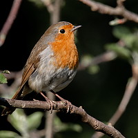 Buy canvas prints of Robin in thought by Graeme B