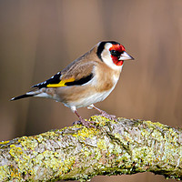 Buy canvas prints of Colourful Goldfinch by Graeme B