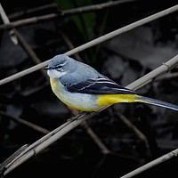 Buy canvas prints of Grey Wagtail by Graeme B