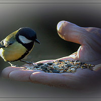 Buy canvas prints of A Bird In The Hand by Graeme B