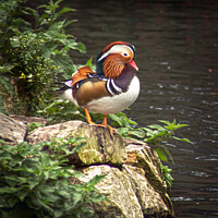 Buy canvas prints of Mandarin Duck on Look Out by Graeme B