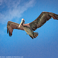 Buy canvas prints of Pelican in Blue Sky by Graeme B