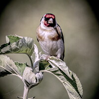 Buy canvas prints of Goldfinch on Apple Tree by Graeme B
