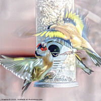Buy canvas prints of Bird Feeder Battle by Graeme B