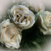 Buy canvas prints of White Roses by Graeme B