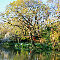 Buy canvas prints of Beautiful Spring Tree Colours and  Reflections In  by Dave Bell