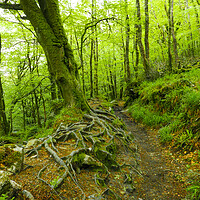 Buy canvas prints of Green trees  by Dave Bell