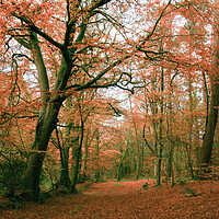 Buy canvas prints of Autumn Woodland Scene by Dave Bell
