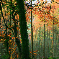 Buy canvas prints of Colorful Trees by Dave Bell