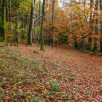 Buy canvas prints of Woodland Scene Autumn Fall by Dave Bell