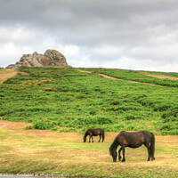 Buy canvas prints of Dartmoor Ponies Graze below Haytor Rock by Dave Bell