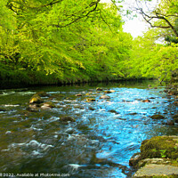 Buy canvas prints of The River Dart Flows Wide in The Spring at Spitchw by Dave Bell