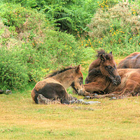 Buy canvas prints of A group of Dartmoor Mares and Foals Resting by Dave Bell