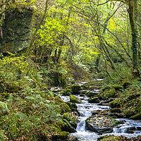Buy canvas prints of Forest Stream Flowing Through a Glade by Dave Bell