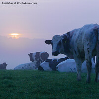 Buy canvas prints of A herd of cattle on top of a hill at sunrise in the mist by Dave Bell