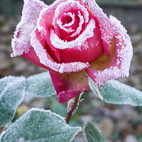 Buy canvas prints of Frosty Rose by Dave Bell