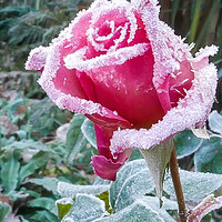 Buy canvas prints of Pink Rose with White frost by Dave Bell