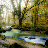 Buy canvas prints of Hazy misty woods by Dave Bell