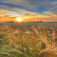 Buy canvas prints of Cornfield Sunrise by Dave Bell