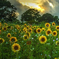 Buy canvas prints of Field Of Sunflowers by Dave Bell