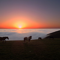 Buy canvas prints of Horses in the Mist by Dave Bell