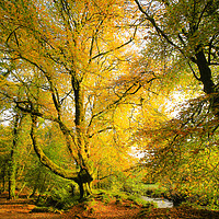 Buy canvas prints of Yellow Tree by Dave Bell