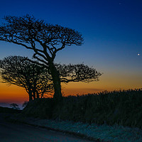 Buy canvas prints of Oak Tree Sunrise by Dave Bell