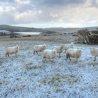 Buy canvas prints of Cold Sheep by Dave Bell