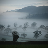 Buy canvas prints of Misty Trees by Dave Bell